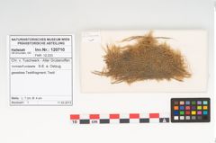 Foto von Textil (NHMW-PRAE-120710)